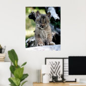 A Cute Little Canadian Lynx Kitten Poster (Thuiskantoor)