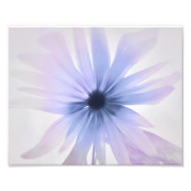 A Daisy met Paars, roze en grijs