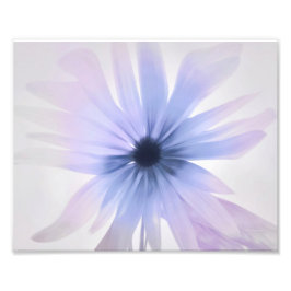 A Daisy met Paars, roze en grijs Foto Afdruk