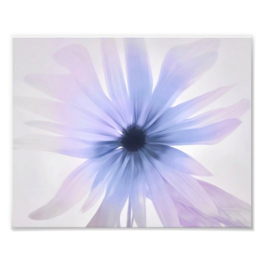 A Daisy met Paars, roze en grijs Foto Afdruk (Voorkant)