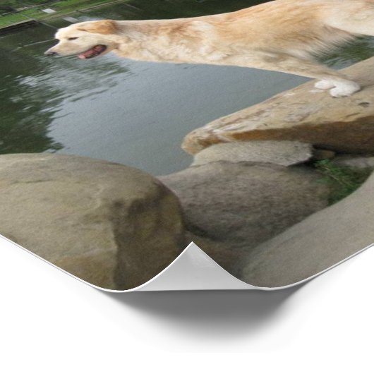 A Dog At A Pond Poster (Hoek)