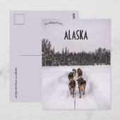 A Dogsled Team in Alaska Briefkaart (Voorkant / Achterkant)