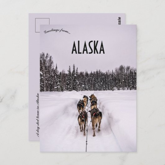 A Dogsled Team in Alaska Briefkaart (Voorkant / Achterkant)