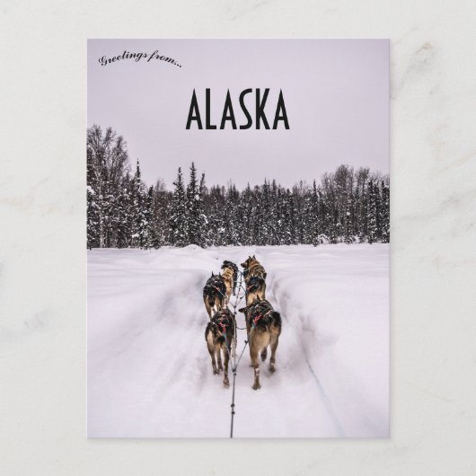 A Dogsled Team in Alaska Briefkaart (Voorkant)