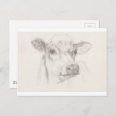 A drawing of a young cow briefkaart (Voorkant / Achterkant)