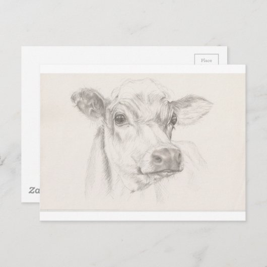 A drawing of a young cow briefkaart (Voorkant / Achterkant)