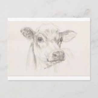 A drawing of a young cow briefkaart