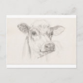 A drawing of a young cow briefkaart (Voorkant)