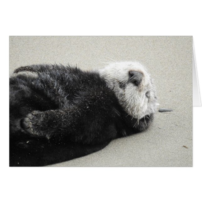 A dreaming sea otter (Voorkant Horizontaal)