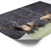 A en Zijne Harem Poster (Hoek)