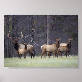 A en Zijne Harem Poster