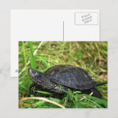 A European Pond Turtle Briefkaart (Voorkant / Achterkant)