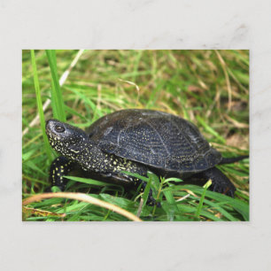 A European Pond Turtle Briefkaart