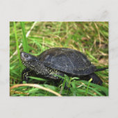 A European Pond Turtle Briefkaart (Voorkant)