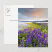 A field of Lupine wildflowers on the North Shore Briefkaart (Voorkant / Achterkant)