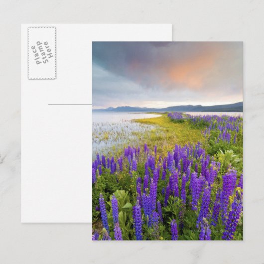 A field of Lupine wildflowers on the North Shore Briefkaart (Voorkant / Achterkant)