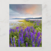 A field of Lupine wildflowers on the North Shore Briefkaart (Voorkant)