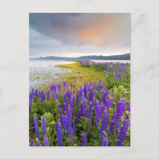 A field of Lupine wildflowers on the North Shore Briefkaart (Voorkant)
