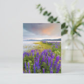 A field of Lupine wildflowers on the North Shore Briefkaart (Staand voorkant)