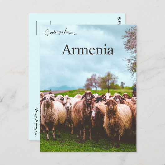 A Flock of Sheep in Kotayk Province Armenia Briefkaart (Voorkant / Achterkant)