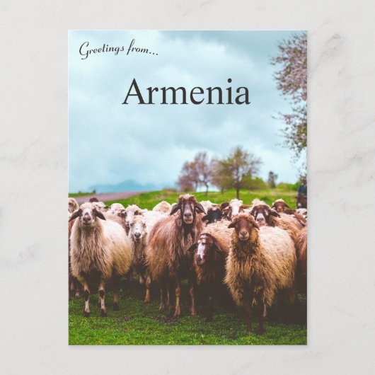 A Flock of Sheep in Kotayk Province Armenia Briefkaart (Voorkant)