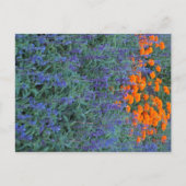 A flower garden of blue salvia and marigolds. briefkaart (Voorkant)