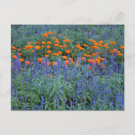 A flower garden of blue salvia and marigolds. briefkaart