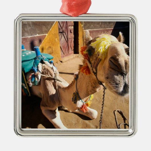 A friendly camel awaits its next rider, Cairo. Metalen Ornament (Voorkant)