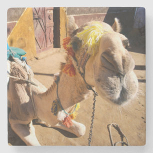 A friendly camel awaits its next rider, Cairo. Stenen Onderzetter