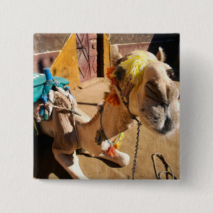 A friendly camel awaits its next rider, Cairo. Vierkante Button 5,1 Cm