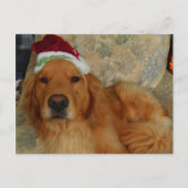 A Golden Retriever at Christmas with Santa Hat Feestdagenkaart (Voorkant)