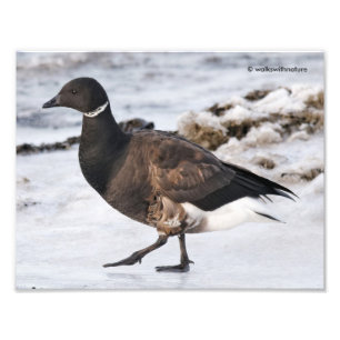 A Goosesteppin' Brant Foto Afdruk