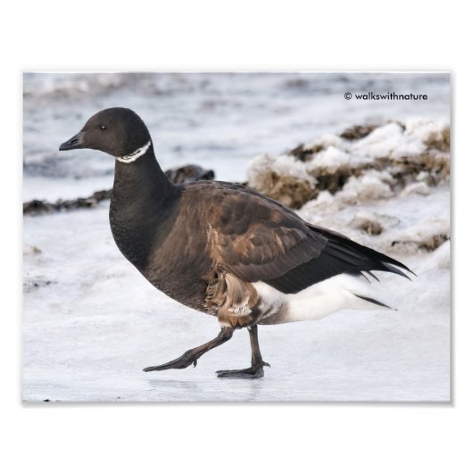 A Goosesteppin' Brant Foto Afdruk (Voorkant)