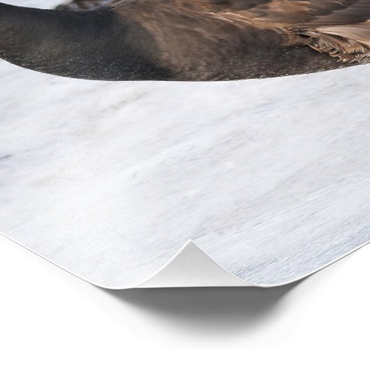 A Goosesteppin' Brant Foto Afdruk (Hoek)