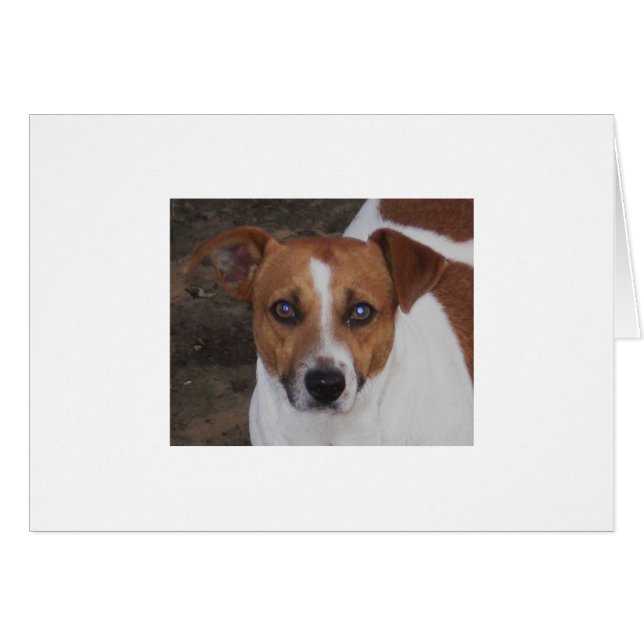 A. H. Airhart, Jack Russell, Mouse & Rat Killer (Voorkant Horizontaal)