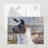 A Happy Llama Briefkaart (Voorkant / Achterkant)