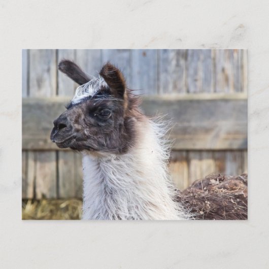A Happy Llama Briefkaart (Voorkant)