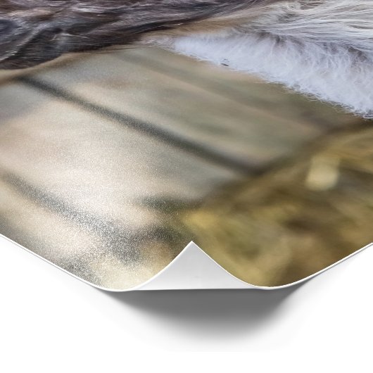 A Happy Llama Foto Afdruk (Hoek)