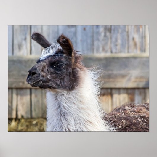 A Happy Llama Poster (Voorkant)