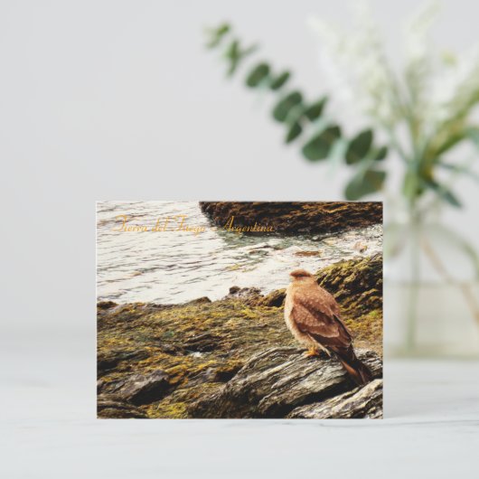 A hawk - Tierra del Fuego, Argentinië Briefkaart (Staand voorkant)