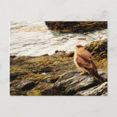 A hawk - Tierra del Fuego, Argentinië Briefkaart (Voorkant)