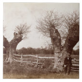 A Hedgerow Tree, 1852 (albumenafdruk) Tegeltje (Voorkant)