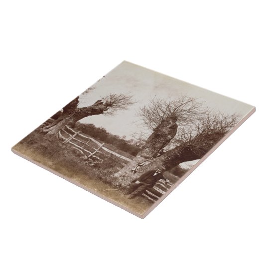 A Hedgerow Tree, 1852 (albumenafdruk) Tegeltje (Zijkant)