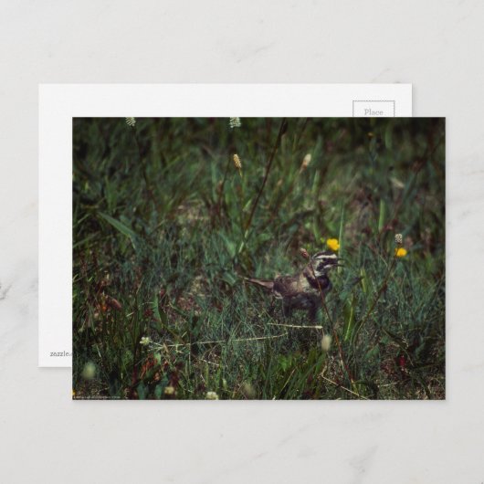 A Horned Lark Briefkaart (Voorkant / Achterkant)