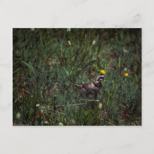 A Horned Lark Briefkaart