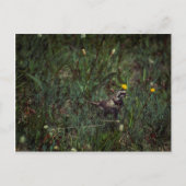 A Horned Lark Briefkaart (Voorkant)