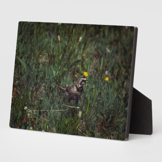 A Horned Lark Fotoplaat (Zijkant)