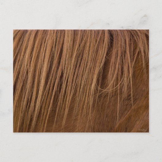 A Horse Mane Briefkaart (Voorkant)