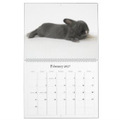 A Jaar van de Rupert Kalender (Feb 2027)