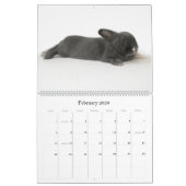 A Jaar van de Rupert Kalender (Feb 2026)